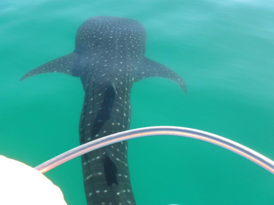 whale shark while whale watching Loreto Sea and Land Tours and Dive